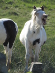 SX29225 Wild horses in Black Mountains.jpg